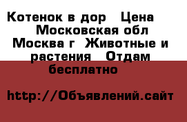 Котенок в дор › Цена ­ 10 - Московская обл., Москва г. Животные и растения » Отдам бесплатно   